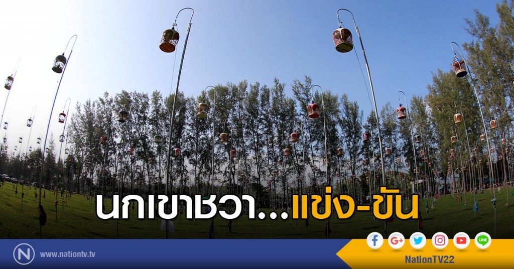 นกเขาชวา...แข่ง-ขัน นกเขาชวา...แข่ง-ขัน