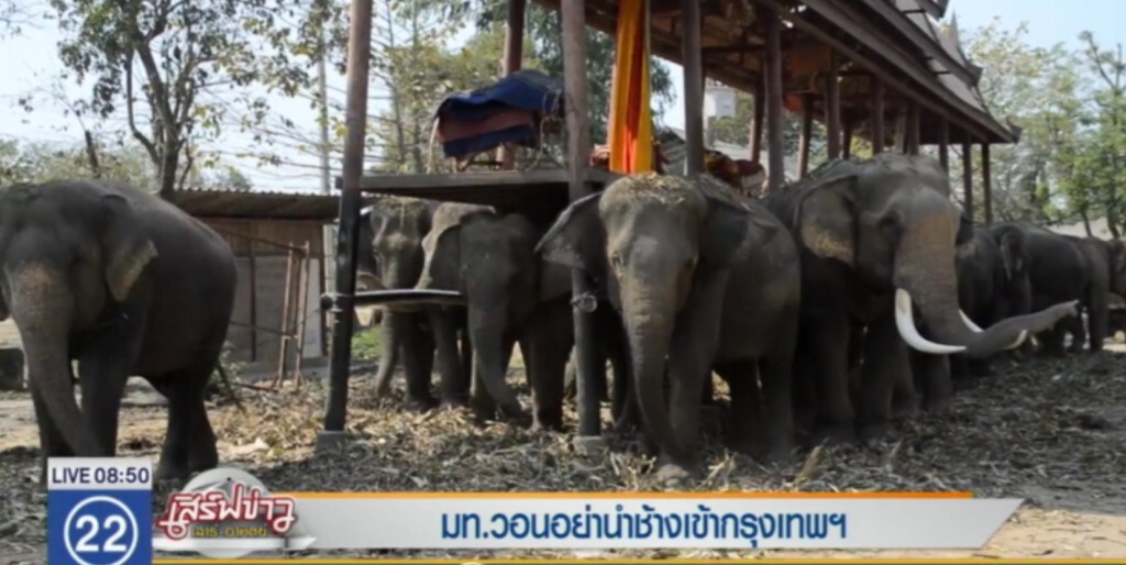รองปลัด มท.วอนอย่านำช้างเข้ากรุงฯ รองปลัด มท.วอนอย่านำช้างเข้ากรุงฯ
