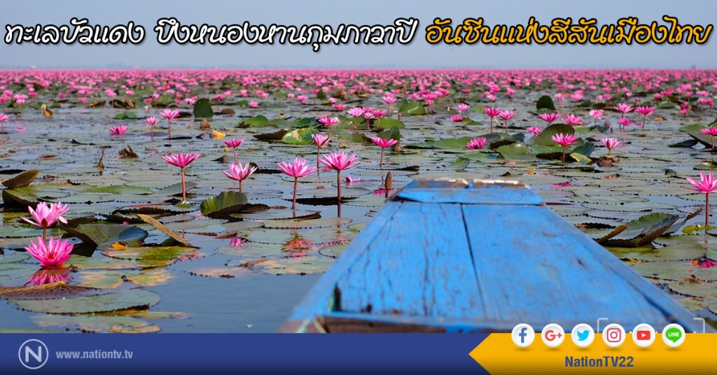 ทะเลบัวแดง บึงหนองหานกุมภาวาปี อันซีนแห่งสีสันเมืองไทย ทะเลบัวแดง บึงหนองหานกุมภาวาปี อันซีนแห่งสีสันเมืองไทย