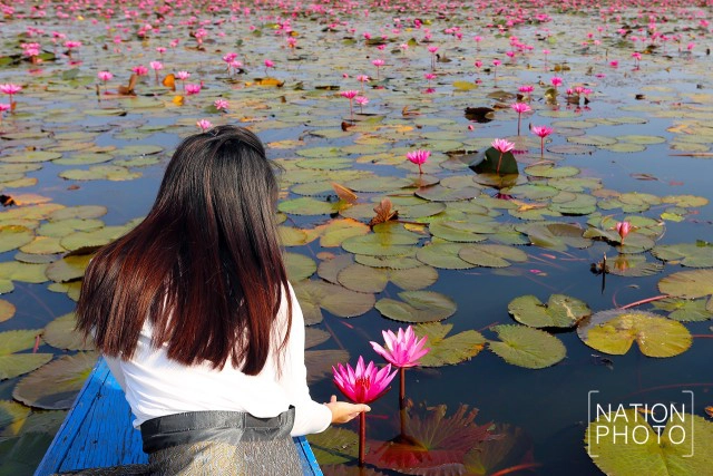 ทะเลบัวแดง บึงหนองหานกุมภาวาปี อันซีนแห่งสีสันเมืองไทย