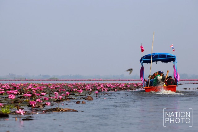 ทะเลบัวแดง บึงหนองหานกุมภาวาปี อันซีนแห่งสีสันเมืองไทย