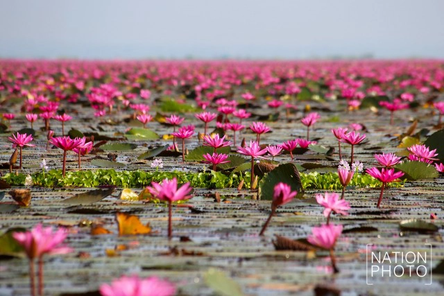 ทะเลบัวแดง บึงหนองหานกุมภาวาปี อันซีนแห่งสีสันเมืองไทย