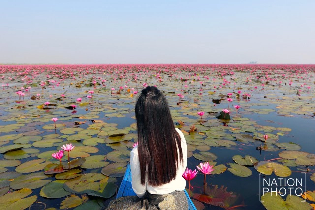 ทะเลบัวแดง บึงหนองหานกุมภาวาปี อันซีนแห่งสีสันเมืองไทย
