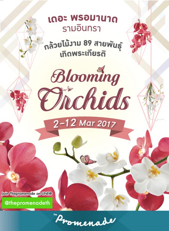 Blooming Orchid 2017  ชวนผู้มีใจรักพันธุ์กล้วยไม้สวยงาม ร่วมชมพันธุ์กล้วยไม้สวยงาม ณ เดอะ พรอมานาด