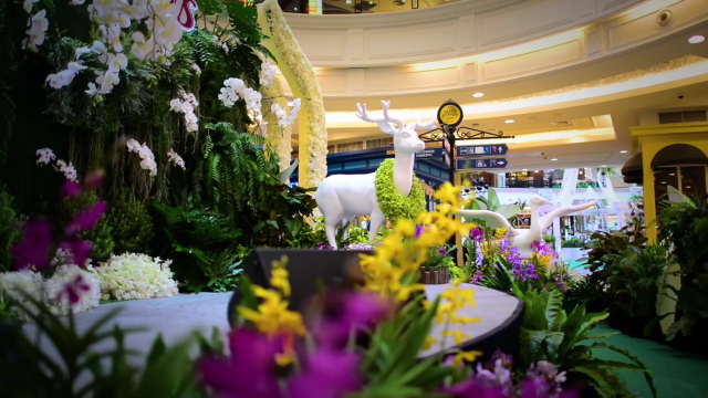 Blooming Orchid 2017  ชวนผู้มีใจรักพันธุ์กล้วยไม้สวยงาม ร่วมชมพันธุ์กล้วยไม้สวยงาม ณ เดอะ พรอมานาด