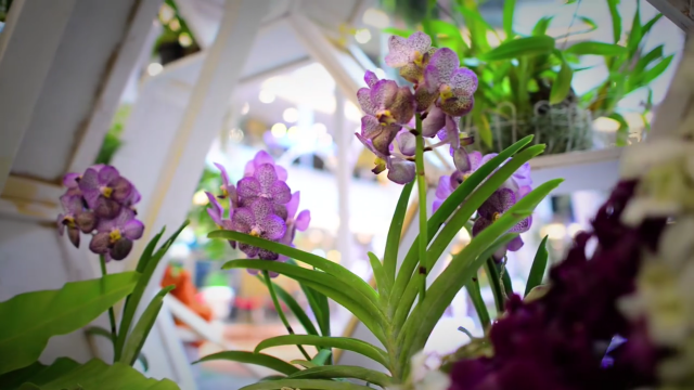 Blooming Orchid 2017  ชวนผู้มีใจรักพันธุ์กล้วยไม้สวยงาม ร่วมชมพันธุ์กล้วยไม้สวยงาม ณ เดอะ พรอมานาด