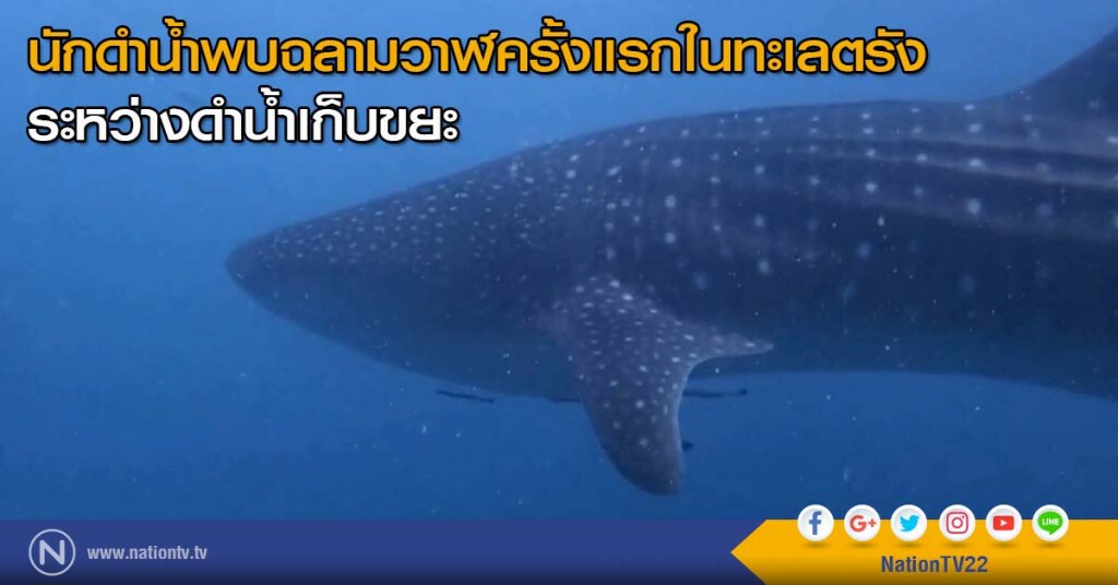 นักดำน้ำพบฉลามวาฬครั้งแรกในทะเลตรัง ระหว่างดำน้ำเก็บขยะใต้ทะเล