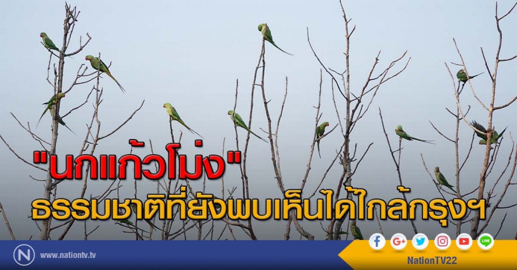 "นกแก้วโม่ง" ธรรมชาติที่ยังพบเห็นได้ใกล้กรุงฯ "นกแก้วโม่ง" ธรรมชาติที่ยังพบเห็นได้ใกล้กรุงฯ