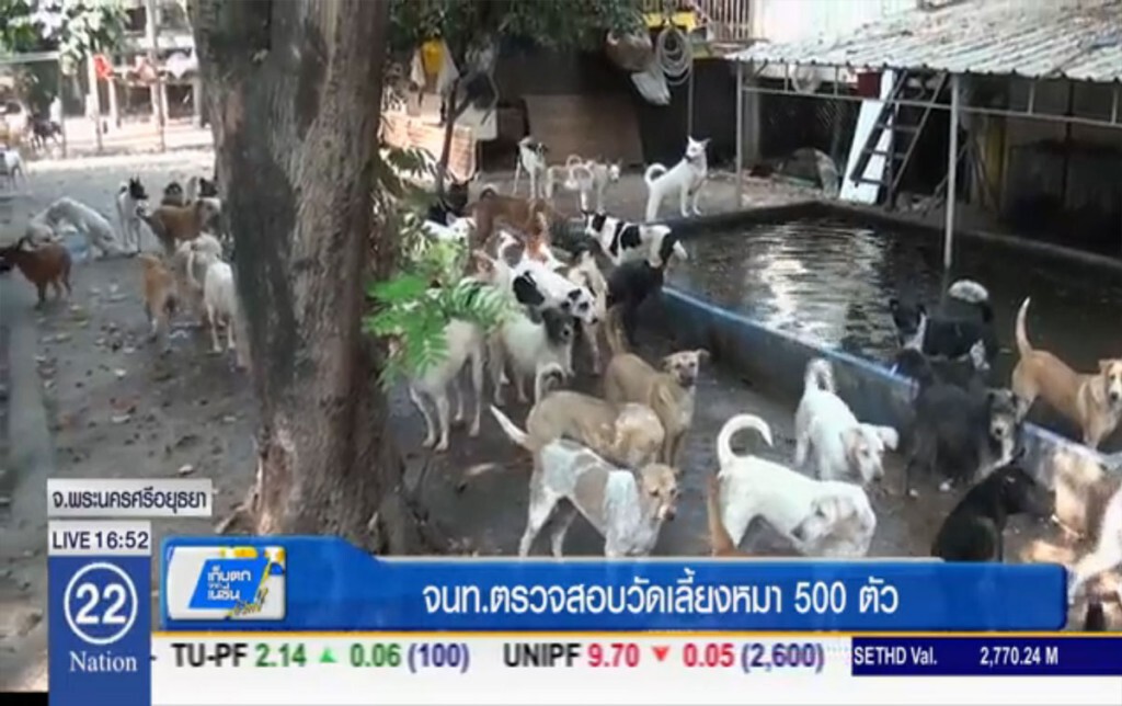จนท.ตรวจสอบวัดเลี้ยงสุนัขกว่า 500 ตัว จนท.ตรวจสอบวัดเลี้ยงสุนัขกว่า 500 ตัว
