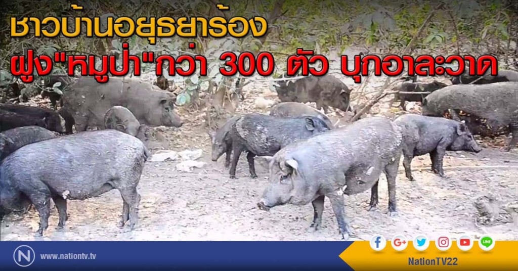 ชาวบ้านอยุธยาร้อง ฝูง"หมูป่า"กว่า 300 ตัว บุกอาละวาด ชาวบ้านอยุธยาร้อง ฝูง"หมูป่า"กว่า 300 ตัว บุกอาละวาด