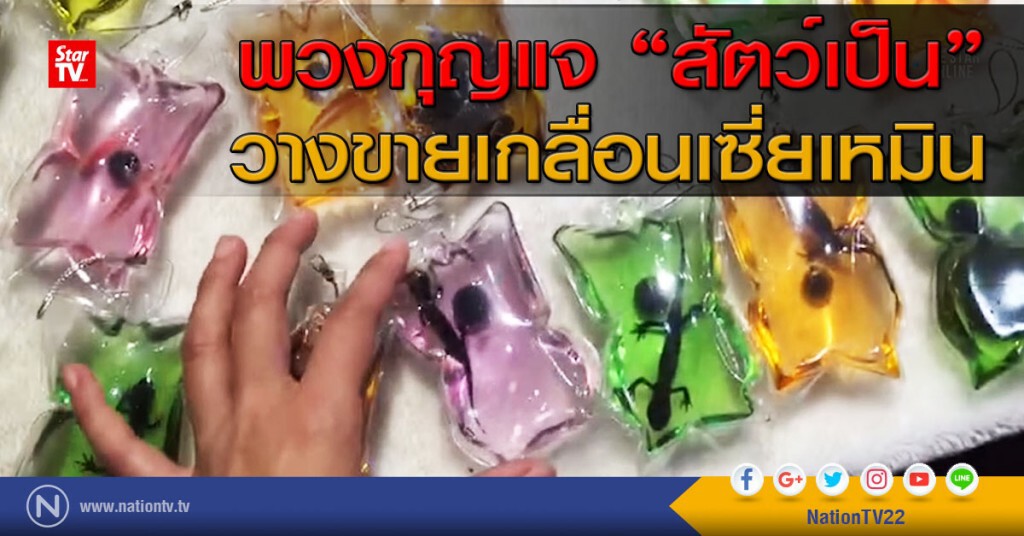 ตะลึง! พวงกุญแจ"สัตว์เป็น" วางขายเกลื่อนเซี่ยเหมิน ตะลึง! พวงกุญแจ"สัตว์เป็น" วางขายเกลื่อนเซี่ยเหมิน