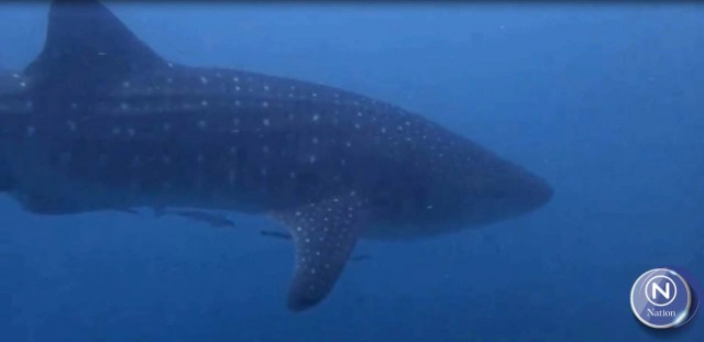 นักดำน้ำพบฉลามวาฬครั้งแรกในทะเลตรัง ระหว่างดำน้ำเก็บขยะใต้ทะเล