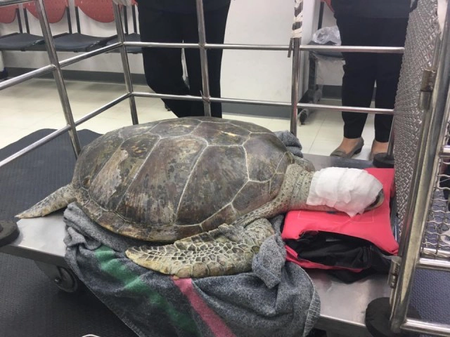 เปิดภาพจากห้องผ่าตัด... จากใจทีมแพทย์ผู้ช่วยชีวิต"เจ้าออมสิน"