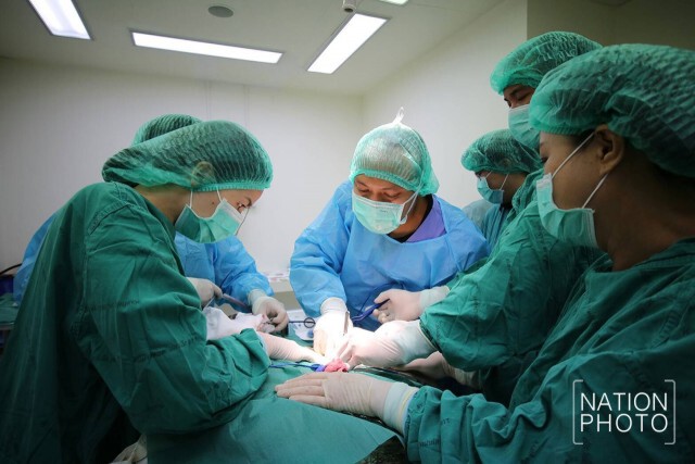 เอาใจช่วย! สัตวแพทย์ จุฬาฯ เร่งผ่าตัด "เจ้าออมสิน" เต่าตนุกินเหรียญ