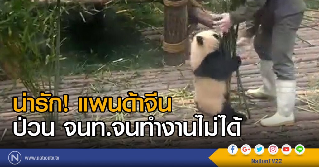 น่ารัก! แพนด้าจีน ป่วน จนท.จนทำงานไม่ได้