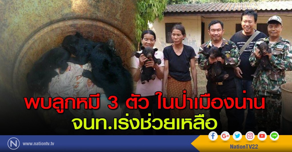 พบลูกหมี 3 ตัว ในป่าเมืองน่าน จนท.เร่งช่วยเหลือ พบลูกหมี 3 ตัว ในป่าเมืองน่าน จนท.เร่งช่วยเหลือ