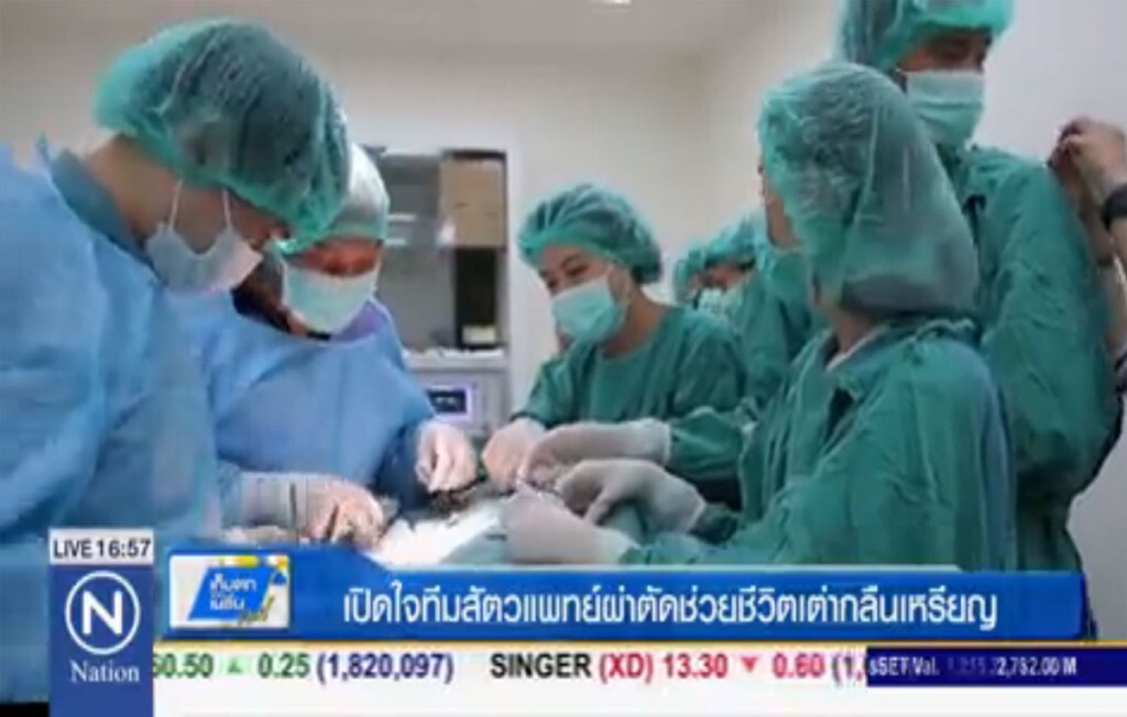 เปิดใจทีมสัตวแพทย์ ผ่าตัดช่วยชีวิตเต่ากลืนเหรียญ