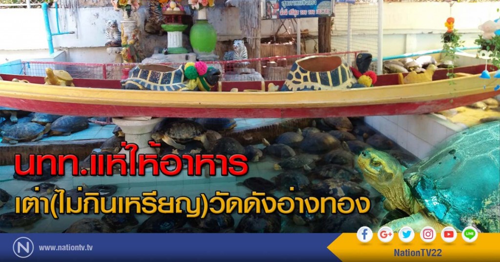 นทท.ยังให้อาหาร เต่า(ไม่กินเหรียญ)วัดดังอ่างทอง