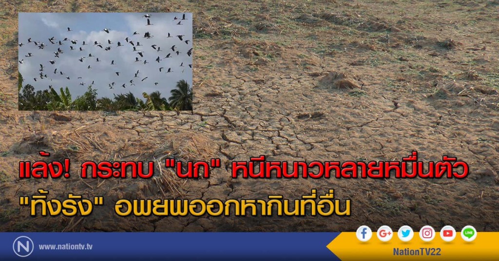 แล้ง! กระทบ"นก"หนีหนาวหลายหมื่นตัว "ทิ้งรัง" อพยพออกหากินที่อื่น