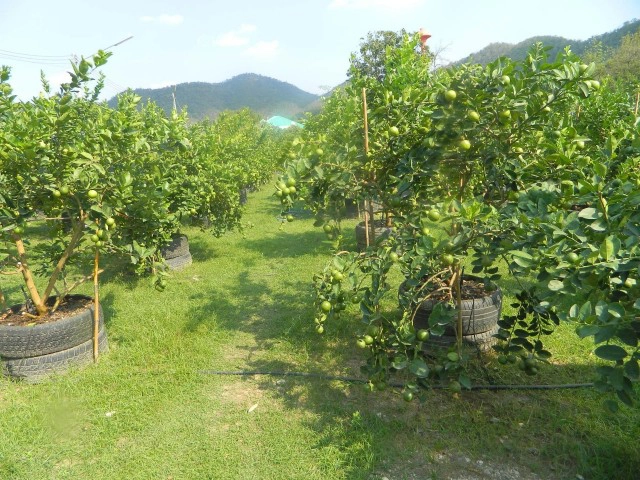 ปลูกมะนาวสไตล์ "จ่าธัมมาภัทร์" 
ขายกิ่ง-ผล-แปรรูป 1 ไร่ ได้ 1 ล้าน!