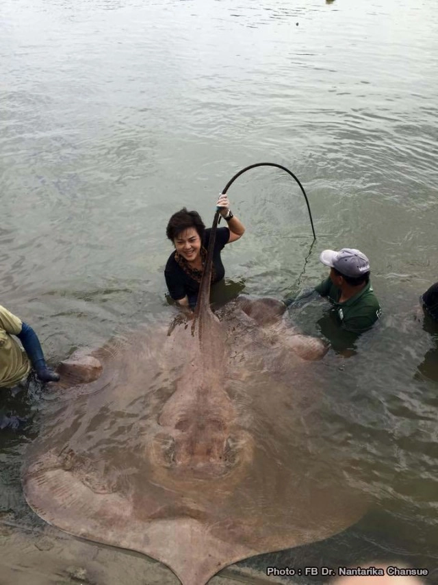 รู้จักจะยิ่งหลงรักเธอ นางฟ้าของสัตว์น้่ำ รศ.สัตวแพทย์หญิง ดร.นันทริกา ชันซื่อ