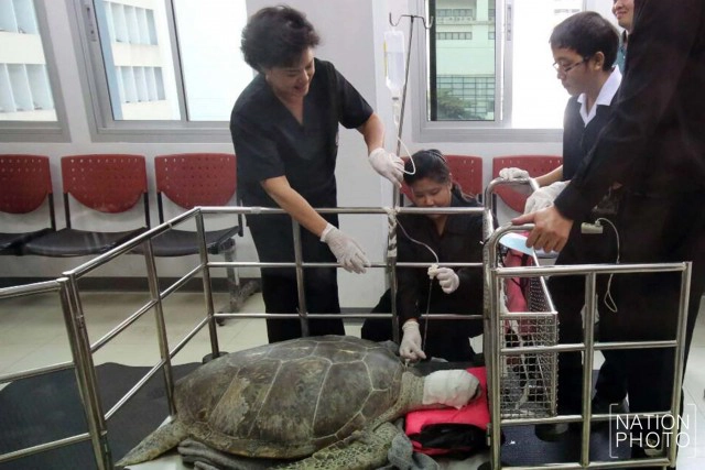 รู้จักจะยิ่งหลงรักเธอ นางฟ้าของสัตว์น้่ำ รศ.สัตวแพทย์หญิง ดร.นันทริกา ชันซื่อ