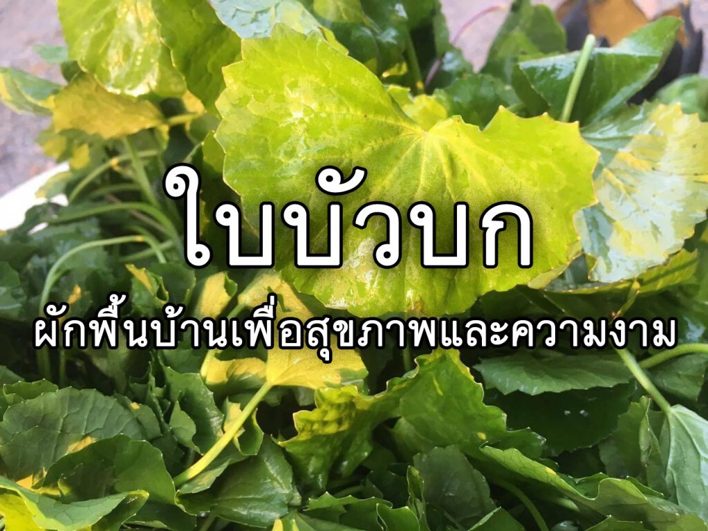 กินเป็นยา : ใบบัวบก ผักพื้นบ้าน เพื่อสุขภาพและความงาม