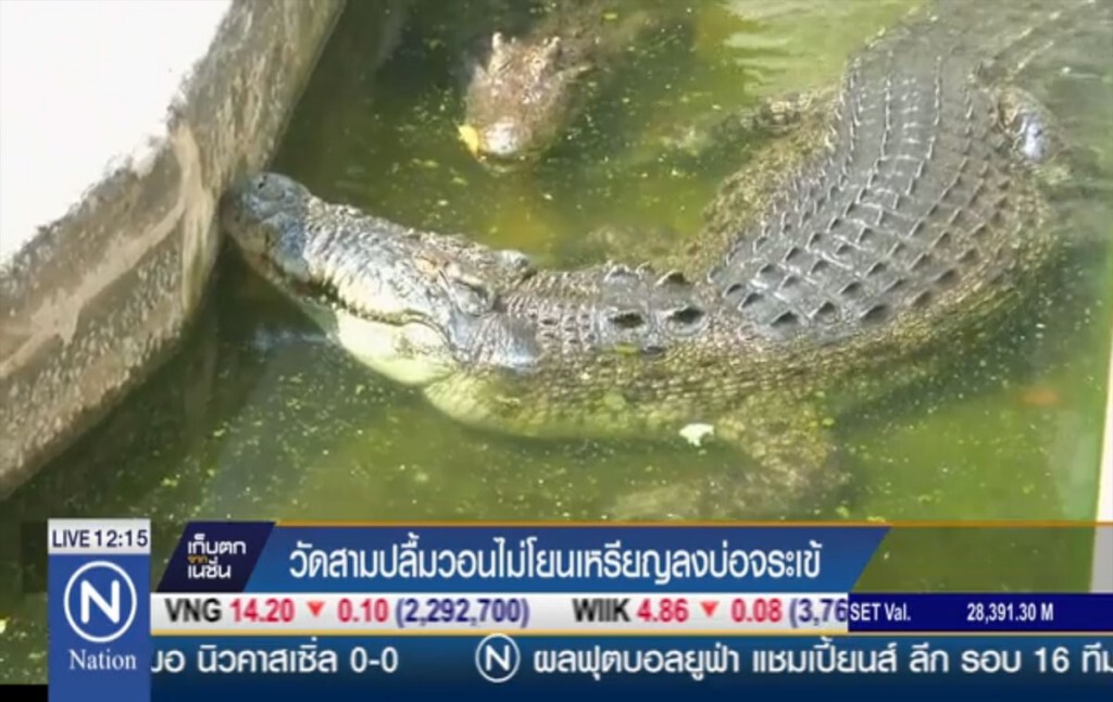 วัดสามปลื้ม วอนไม่โยนเหรียญลงบ่อจระเข้