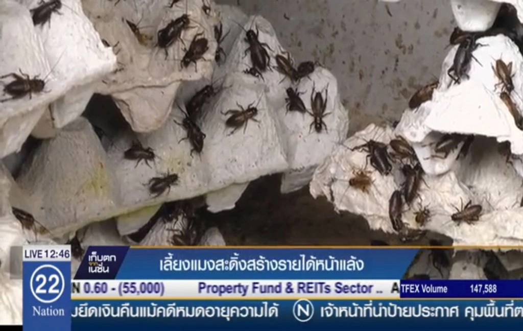 เลี้ยงแมงสะดิ้ง สร้างรายได้หน้าแล้ง