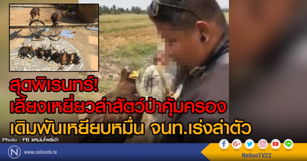 สุดพิเรนทร์! เลี้ยงเหยี่ยวล่าสัตว์ป่าคุ้มครอง
เดิมพันเหยียบหมื่น จนท.เร่งล่าตัว