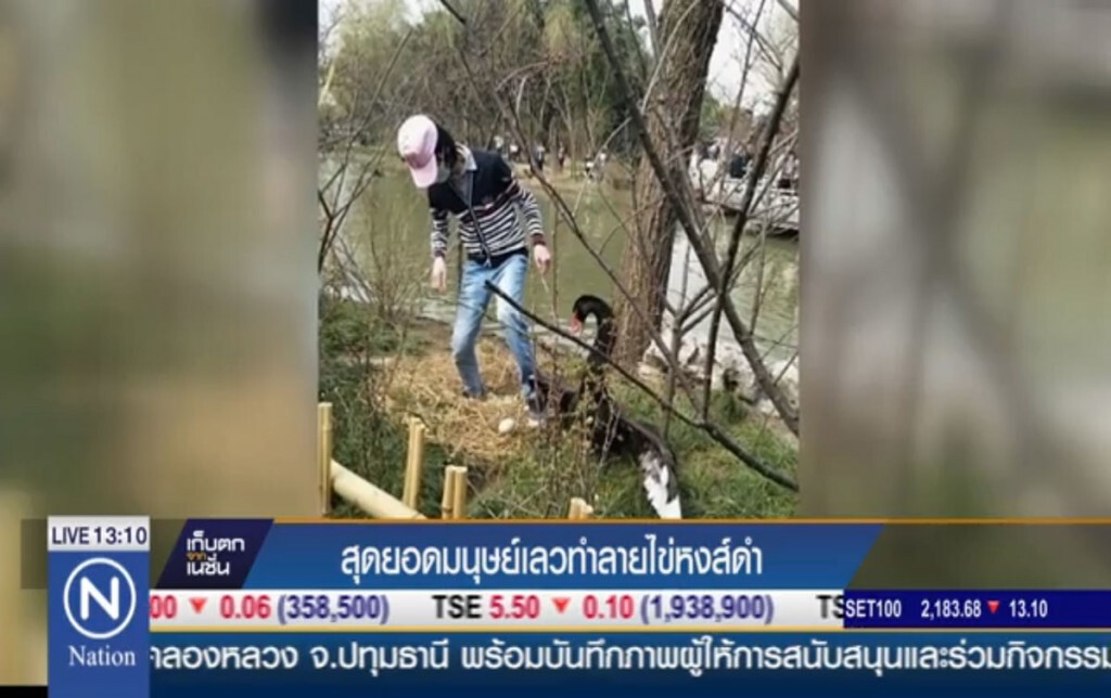 โซเชี่ยลจีนรุมประนาม! ชายทำลายไข่หงส์ดำ โซเชี่ยลจีนรุมประนาม! ชายทำลายไข่หงส์ดำ
