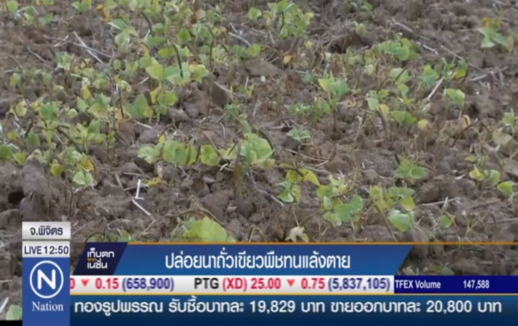 ปล่อยนาถั่วเขียวพืชทนแล้งตาย ปล่อยนาถั่วเขียวพืชทนแล้งตาย