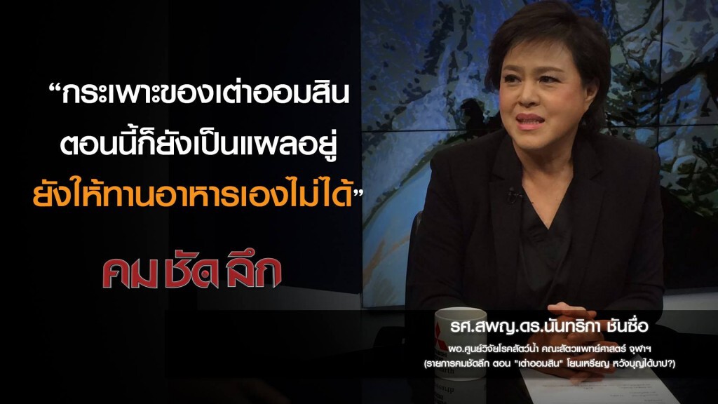 คม-ชัด-ลึก "เต่าออมสิน" โยนเหรียญ หวังบุญได้บาป!? คม-ชัด-ลึก "เต่าออมสิน" โยนเหรียญ หวังบุญได้บาป!?