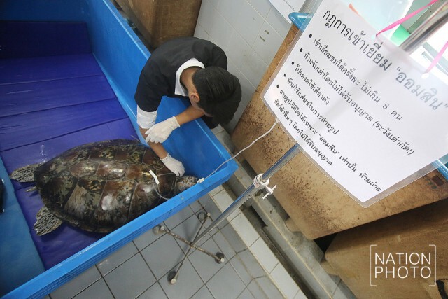 พักฟื้น ให้น้ำเกลือ
"ออมสิน"เต่ากินเหรียญ วางกฎเข้าเยี่ยมเข้ม!