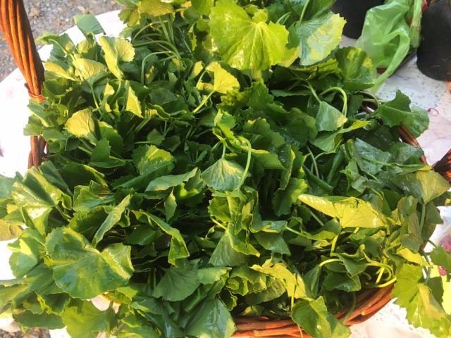 กินเป็นยา : ใบบัวบก ผักพื้นบ้าน เพื่อสุขภาพและความงาม