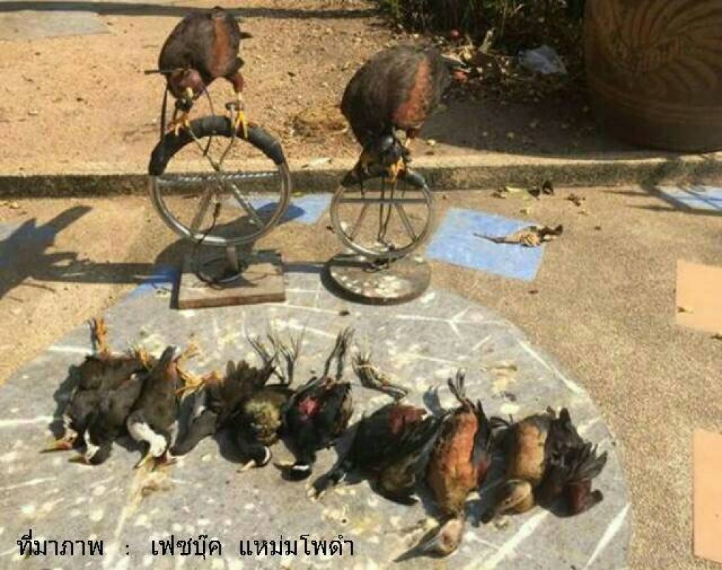 อุทยานฯจับ กลุ่มคนใช้"เหยี่ยวแฮริส"เล่นพนัน