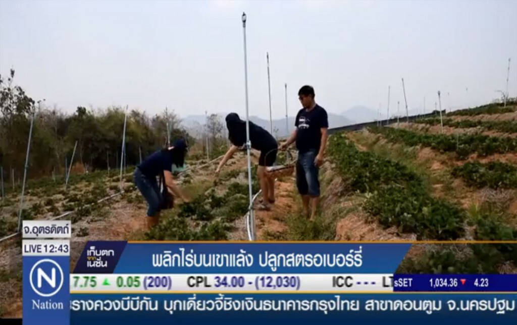 พลิกไร่บนเขาแล้ง ปลูกสตอเบอรี่ พลิกไร่บนเขาแล้ง ปลูกสตอเบอรี่
