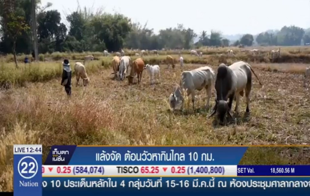 แล้งจัด ต้อนฝูงวัวหากินไกล10 กม. แล้งจัด ต้อนฝูงวัวหากินไกล10 กม.