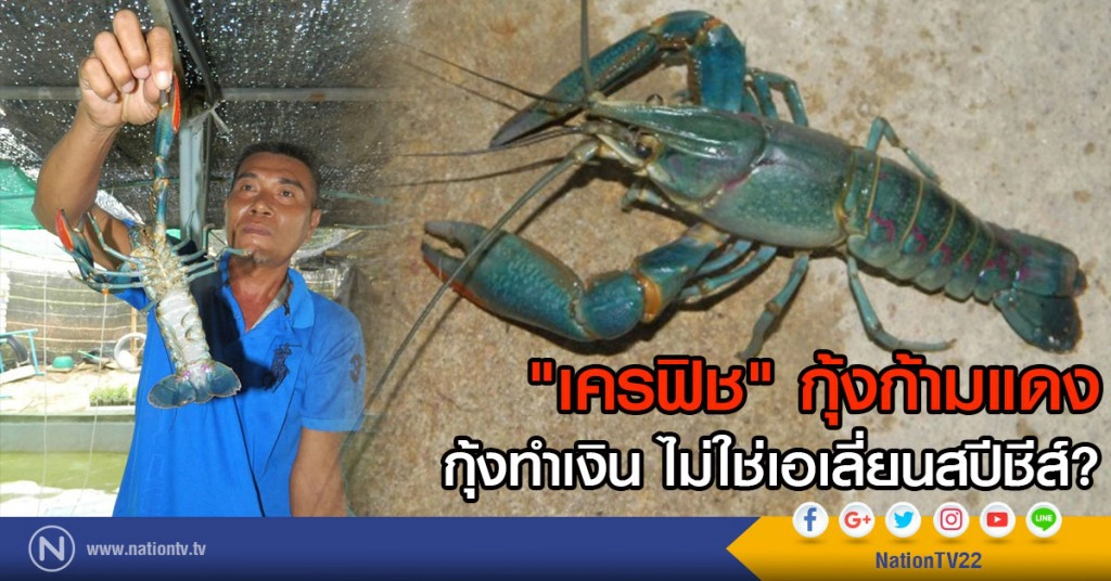 "เครฟิช" กุ้งก้ามแดง
กุ้งทำเงิน ไม่ใช่เอเลี่ยนสปีชีส์?