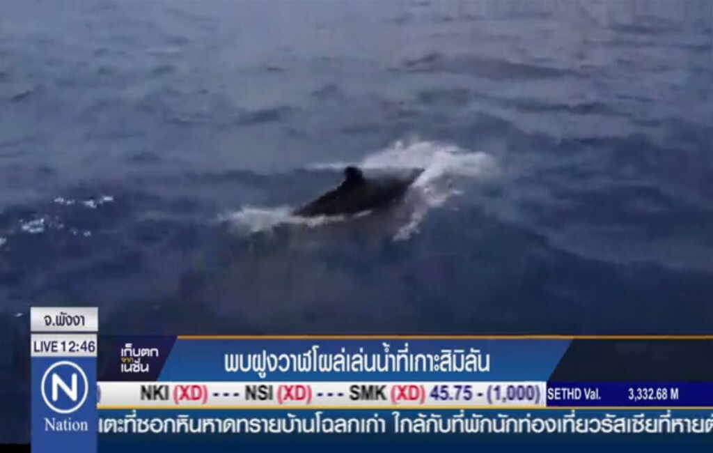 พบฝูงวาฬโผล่เล่นน้ำ ที่หมู่เกาะสิมิลัน