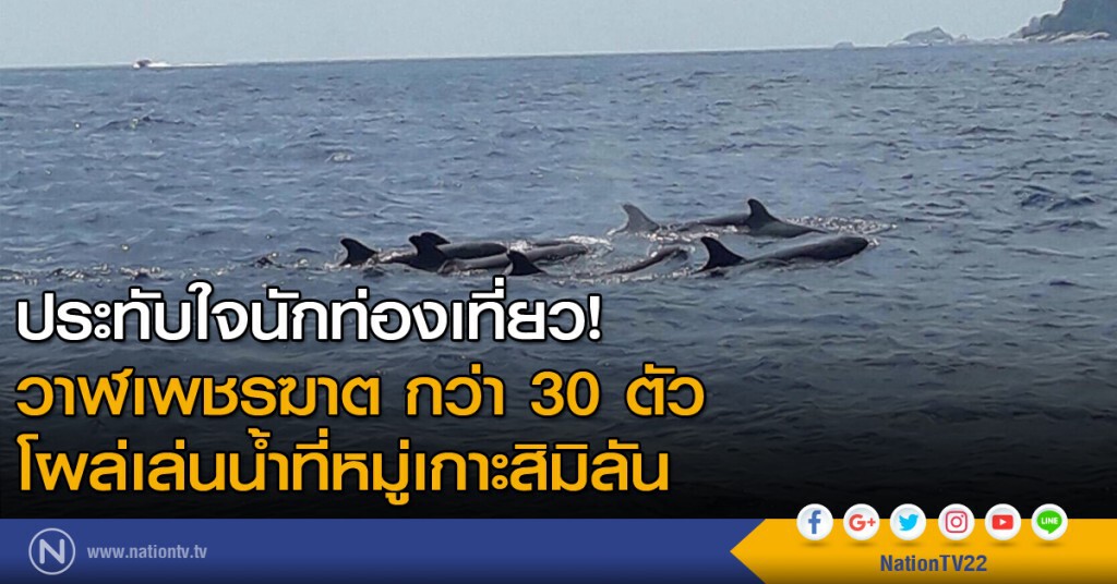 ประทับใจนักท่องเที่ยว! วาฬเพชรฆาต กว่า30 ตัว โผล่เล่นน้ำที่หมู่เกาะสิมิลัน ประทับใจนักท่องเที่ยว! วาฬเพชรฆาต กว่า30 ตัว โผล่เล่นน้ำที่หมู่เกาะสิมิลัน