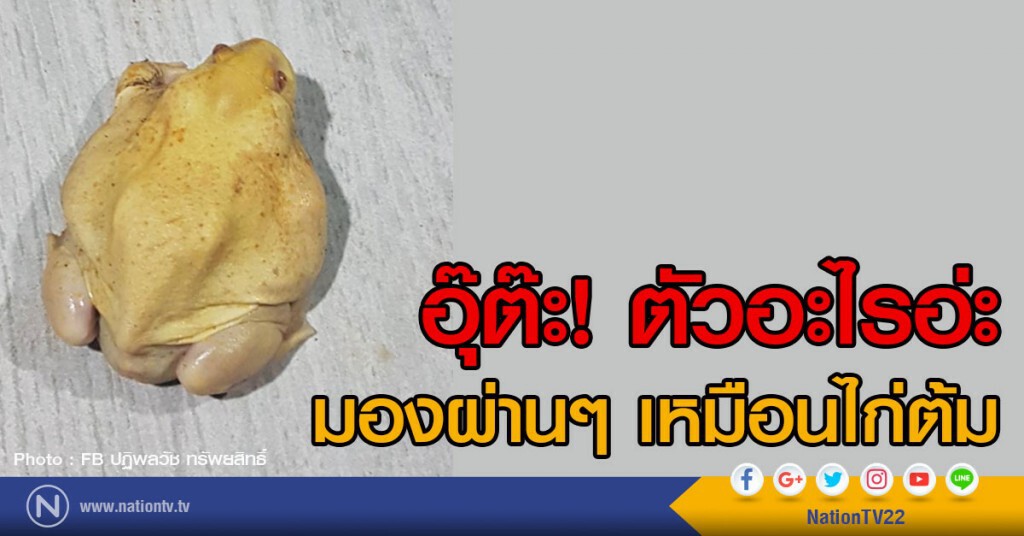 อุ๊ต๊ะ! ตัวอะไรอ่ะ
มองผ่านๆ เหมือนไก่ต้ม อุ๊ต๊ะ! ตัวอะไรอ่ะ
มองผ่านๆ เหมือนไก่ต้ม