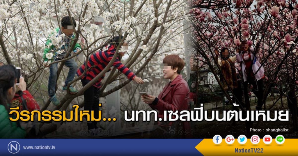 วีรกรรมใหม่ เซลฟี่บนต้นเหมย วีรกรรมใหม่ เซลฟี่บนต้นเหมย