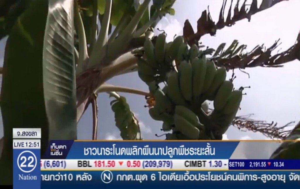 ชาวนาระโนด พลิกผืนนาปลูกพืชระยะสั้น ชาวนาระโนด พลิกผืนนาปลูกพืชระยะสั้น