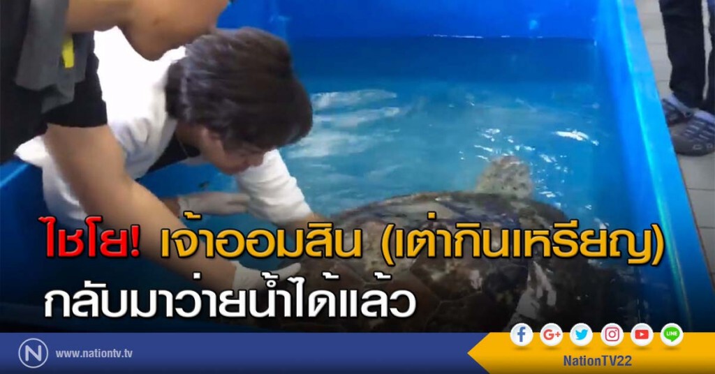 ไชโย! เจ้าออมสิน (เต่ากินเหรียญ) กลับมาว่ายน้ำได้แล้ว