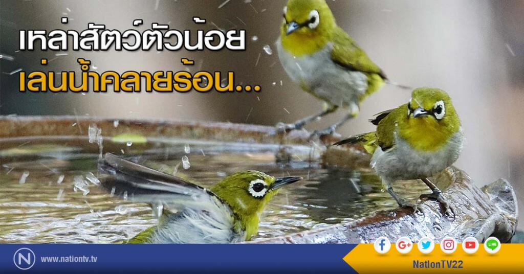 เหล่าสัตว์ตัวน้อย เล่นน้ำคลายร้อน... เหล่าสัตว์ตัวน้อย เล่นน้ำคลายร้อน...