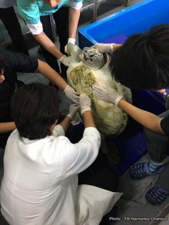 ไชโย! เจ้าออมสิน (เต่ากินเหรียญ) กลับมาว่ายน้ำได้แล้ว