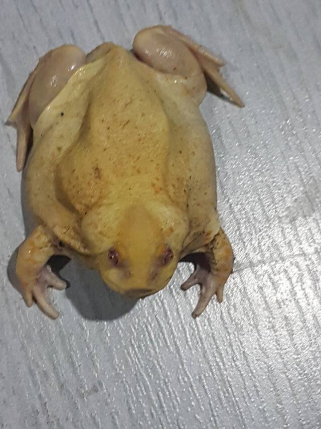 อุ๊ต๊ะ! ตัวอะไรอ่ะ
มองผ่านๆ เหมือนไก่ต้ม