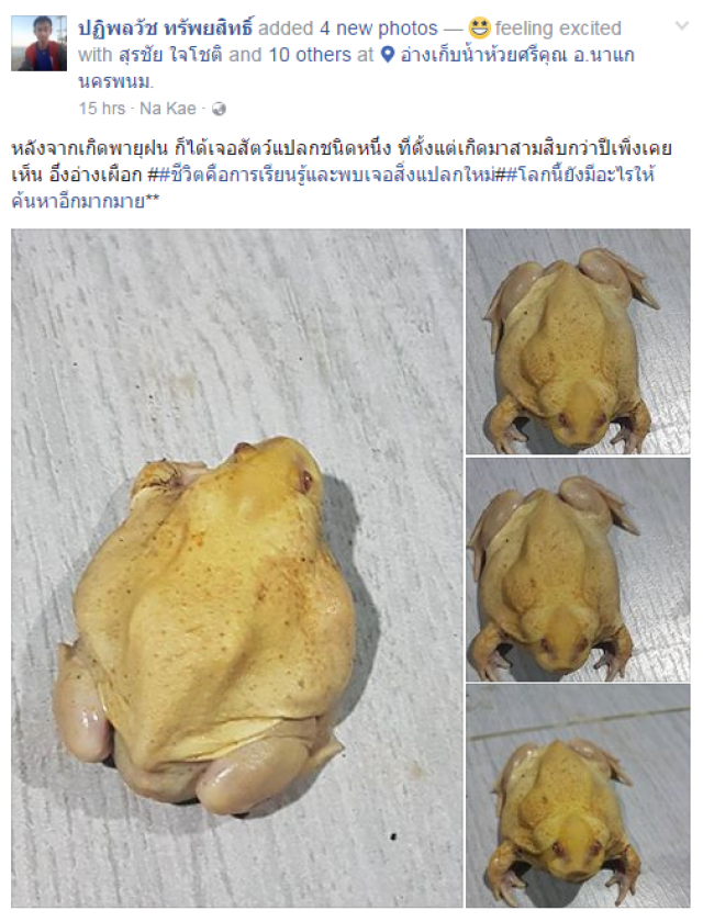 อุ๊ต๊ะ! ตัวอะไรอ่ะ
มองผ่านๆ เหมือนไก่ต้ม