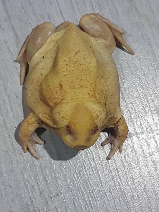 อุ๊ต๊ะ! ตัวอะไรอ่ะ
มองผ่านๆ เหมือนไก่ต้ม